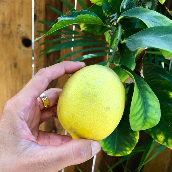 grey_lemons